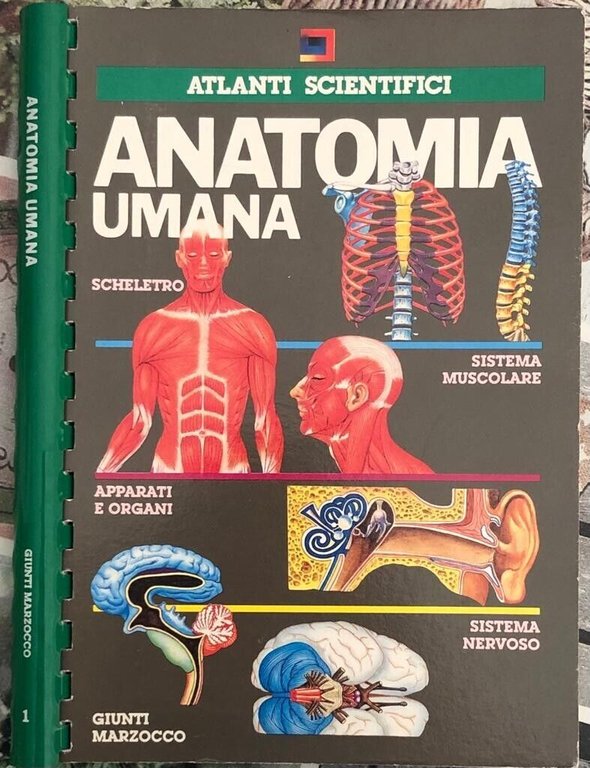 Atlanti Scientifici: Anatomia Umana di Vincente Muedra Baixauli, Marcello Negri