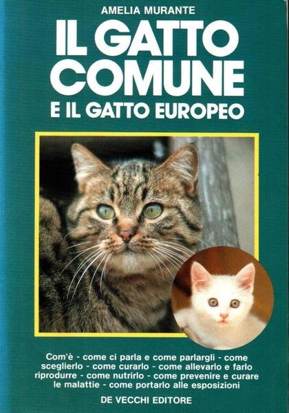 Il gatto comune e il gatto europeo