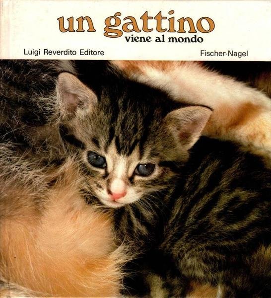 Un gattino viene al mondo