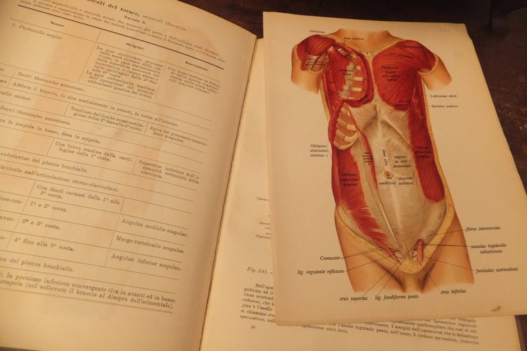 ATLANTE DI ANATOMIA DESCRITTIVA DELL'UOMO J. SOBOTA 1906 | Immagine Gallery 11