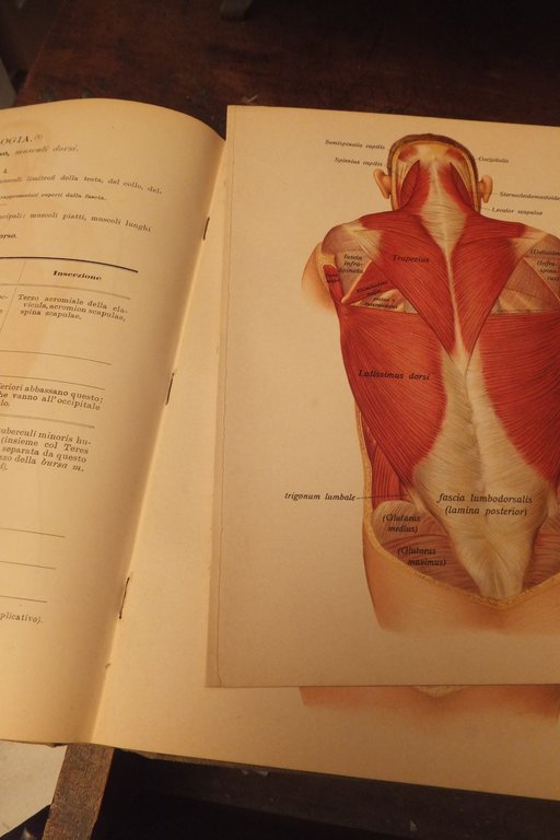 ATLANTE DI ANATOMIA DESCRITTIVA DELL'UOMO J. SOBOTA 1906 | Immagine Gallery 12