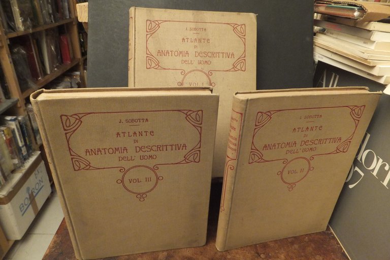 ATLANTE DI ANATOMIA DESCRITTIVA DELL'UOMO J. SOBOTA 1906 | Immagine Gallery 2