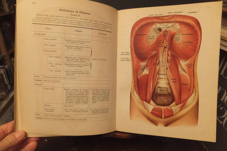 ATLANTE DI ANATOMIA DESCRITTIVA DELL'UOMO J. SOBOTA 1906 | Immagine Gallery 4