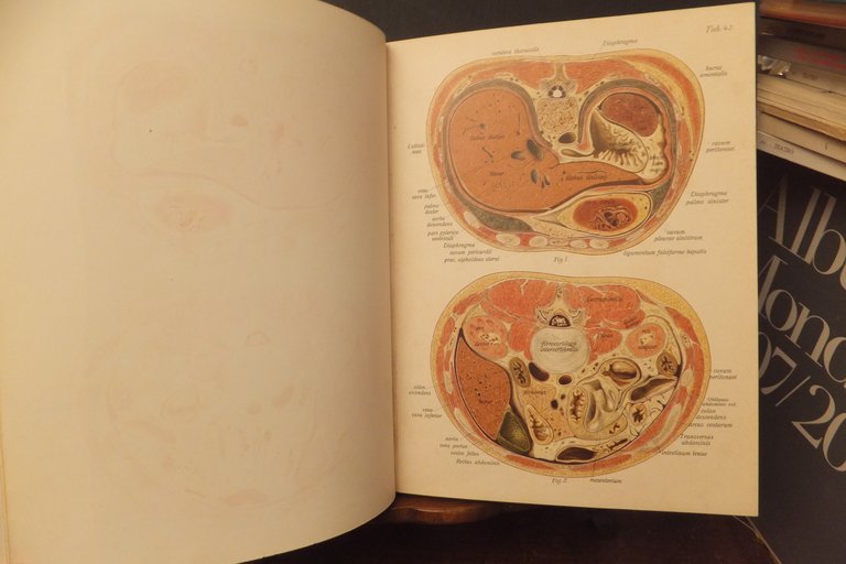 ATLANTE DI ANATOMIA DESCRITTIVA DELL'UOMO J. SOBOTA 1906 | Immagine Gallery 7