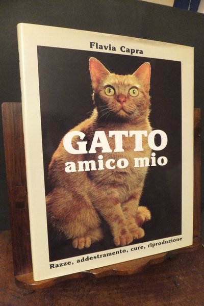 GATTO AMICO MIO