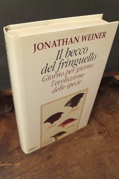 IL BECCO DEL FRINGUELLO GIORNO PER GIORNO L'EVOLUZIONE DELLA SPECIE