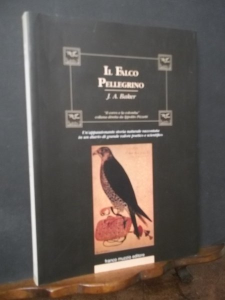 IL FALCO PELLEGRINO