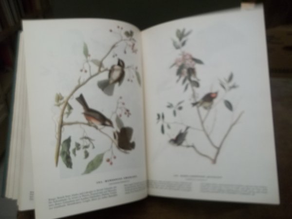 THE BIRDS OF AMERICA