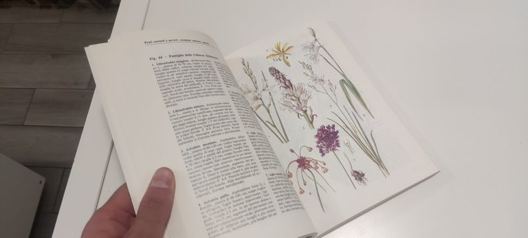 Guida all'identificazione delle piante