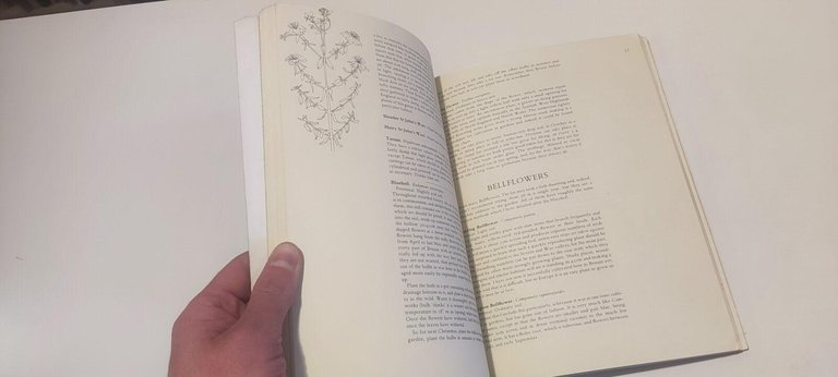 Wild Flowers For The Garden | Immagine Gallery 3