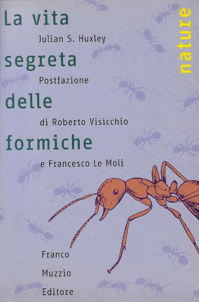 La vita segreta delle formiche