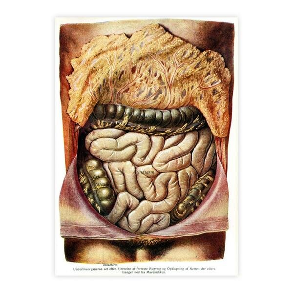 Anatomie abdominale