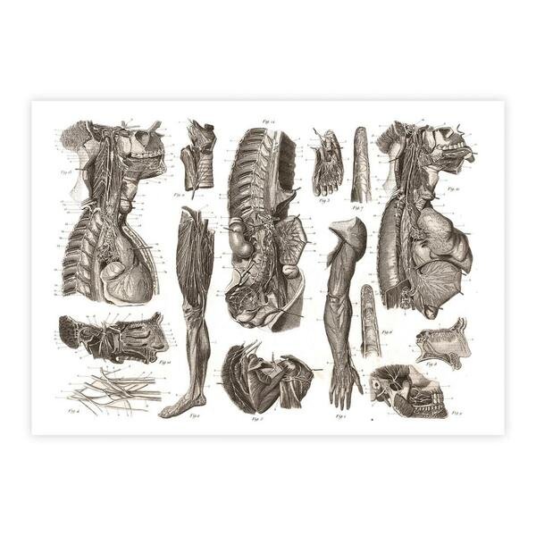 Anatomy of the nerves 1850