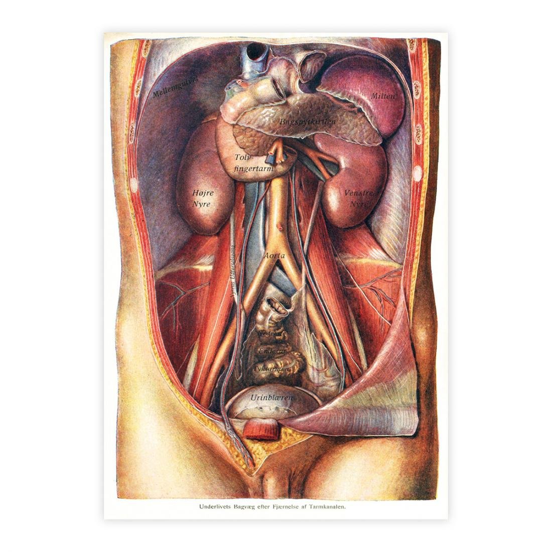 Anatomie abdominale