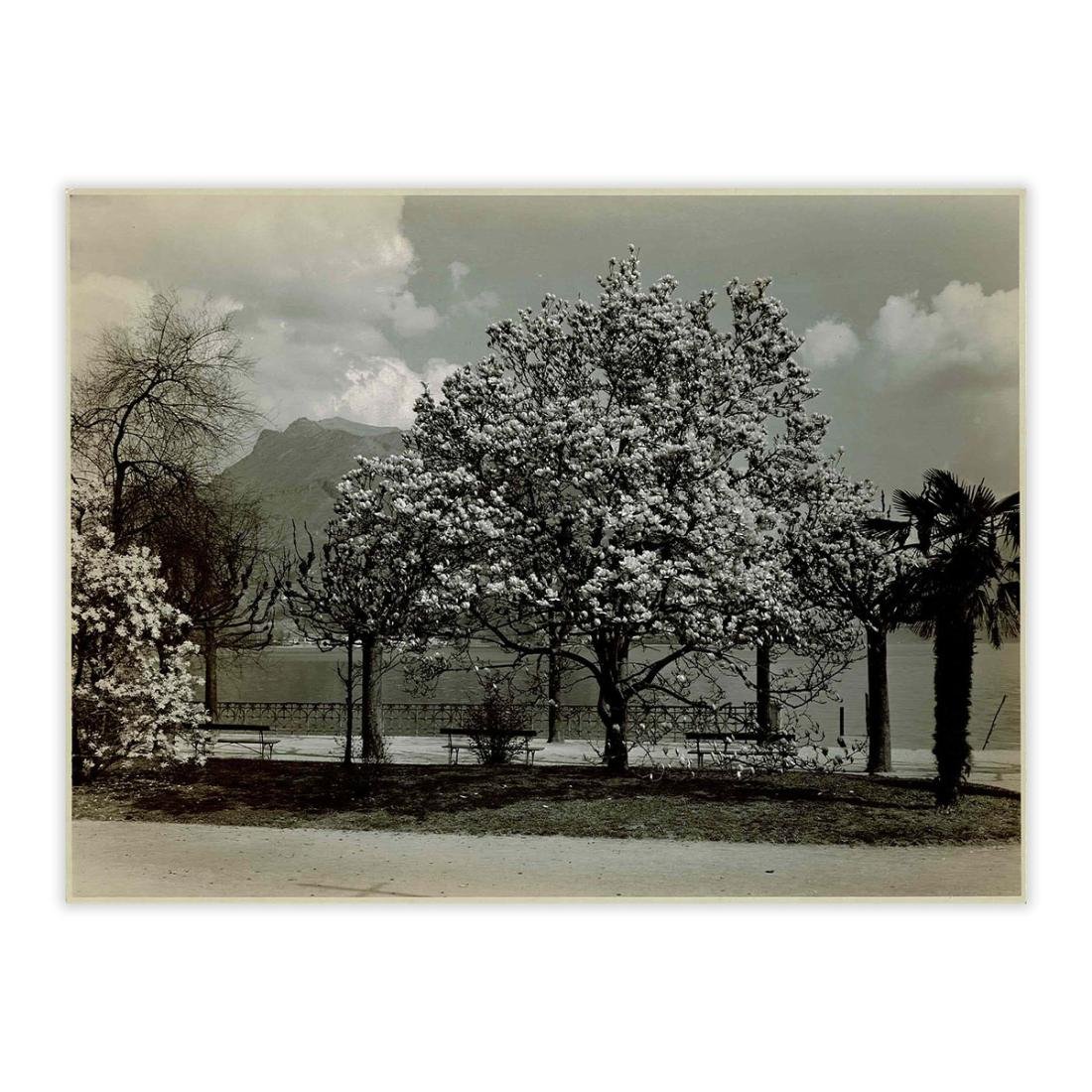 Fotografia originale - Primavera a Lugano primi '900
