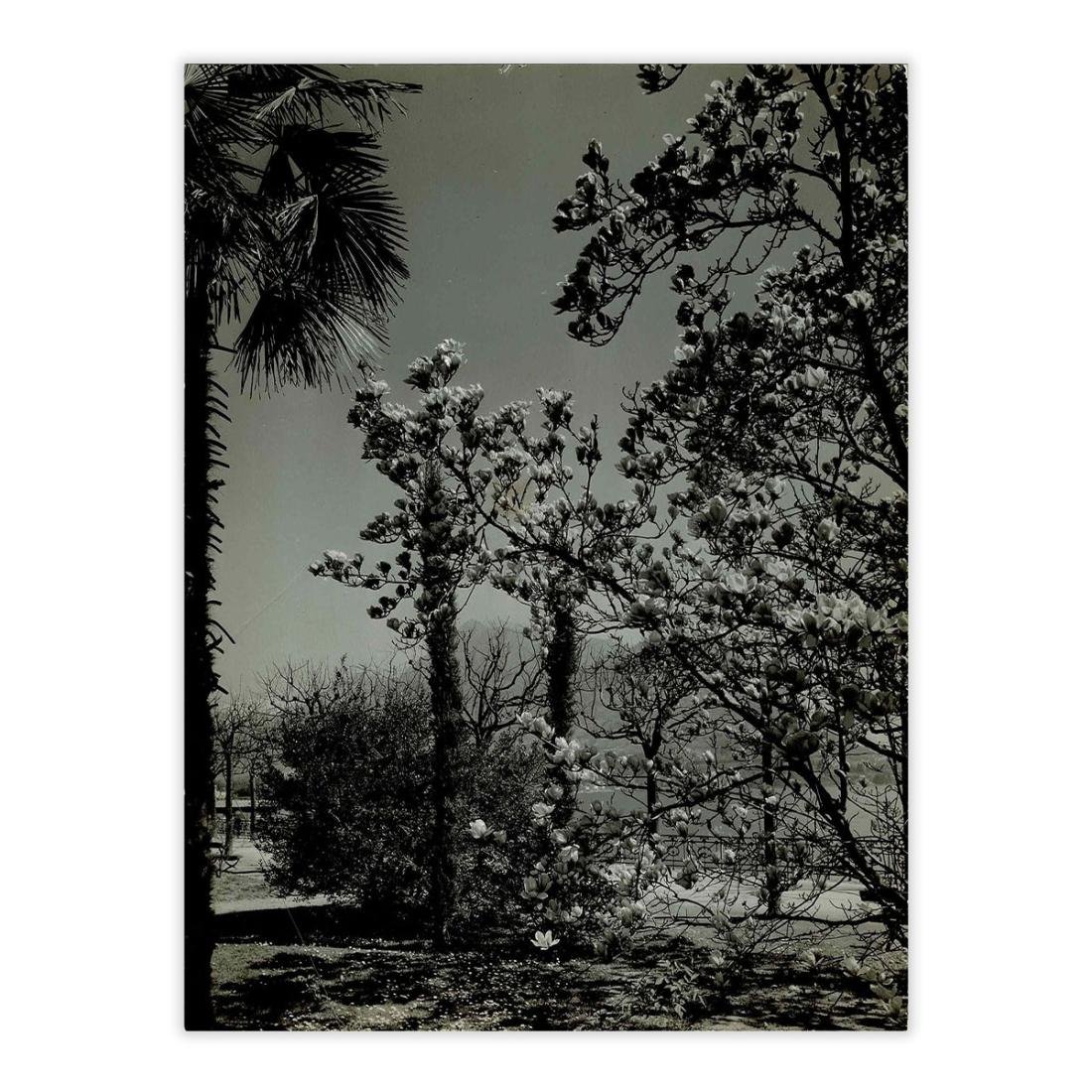 Fotografia originale - Primavera fiorita a Lugano primi '900