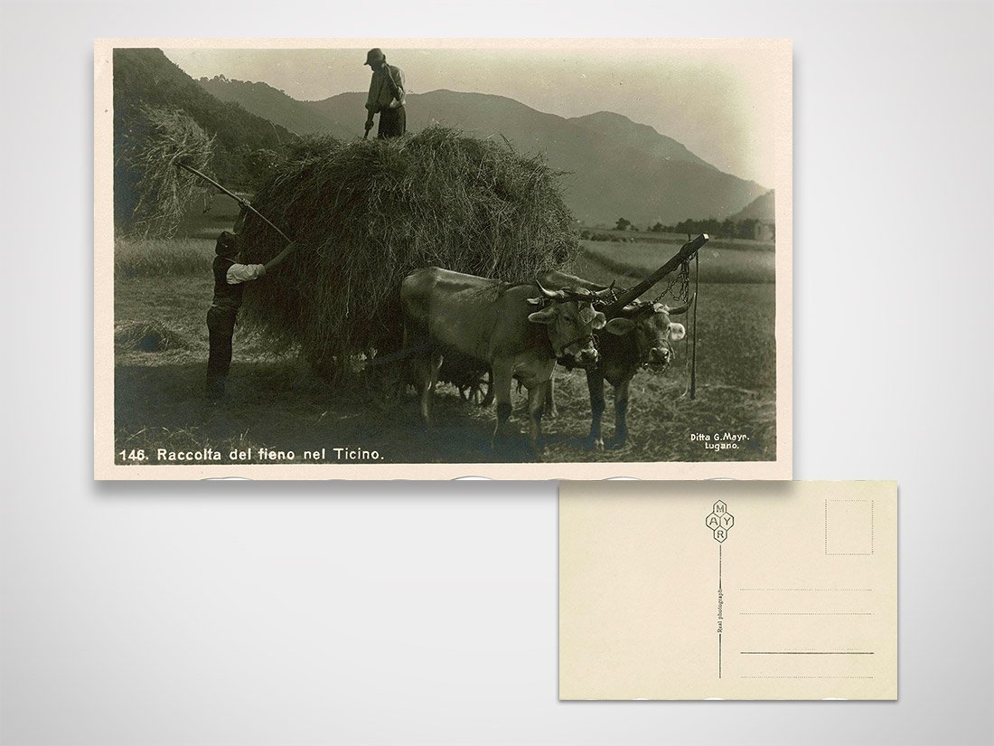 Raccolta del fieno nel Ticino
