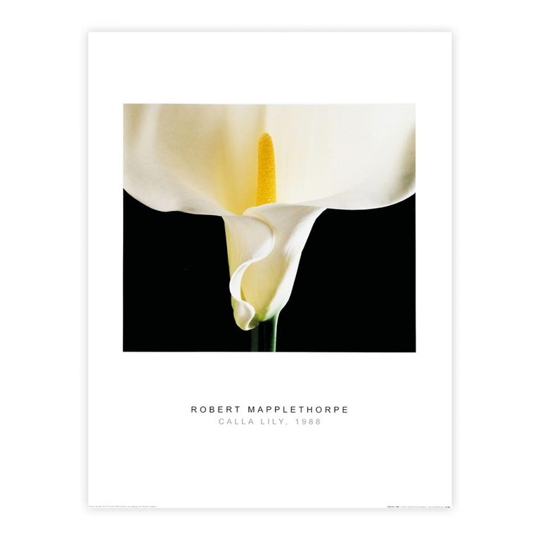 Robert Mapplethorpe - Calla Lily, 1988