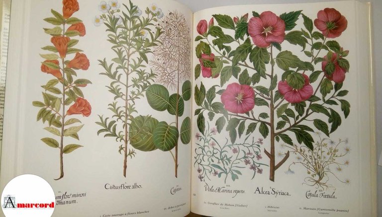 Besler Basilius, L'herbier des quatre saisons, Mazenod, 1987.