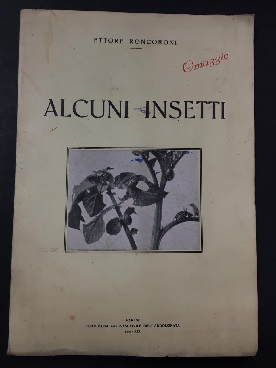 Roncoroni Ettore. Alcuni insetti. Arcivescovile dell'addolorata. 1940