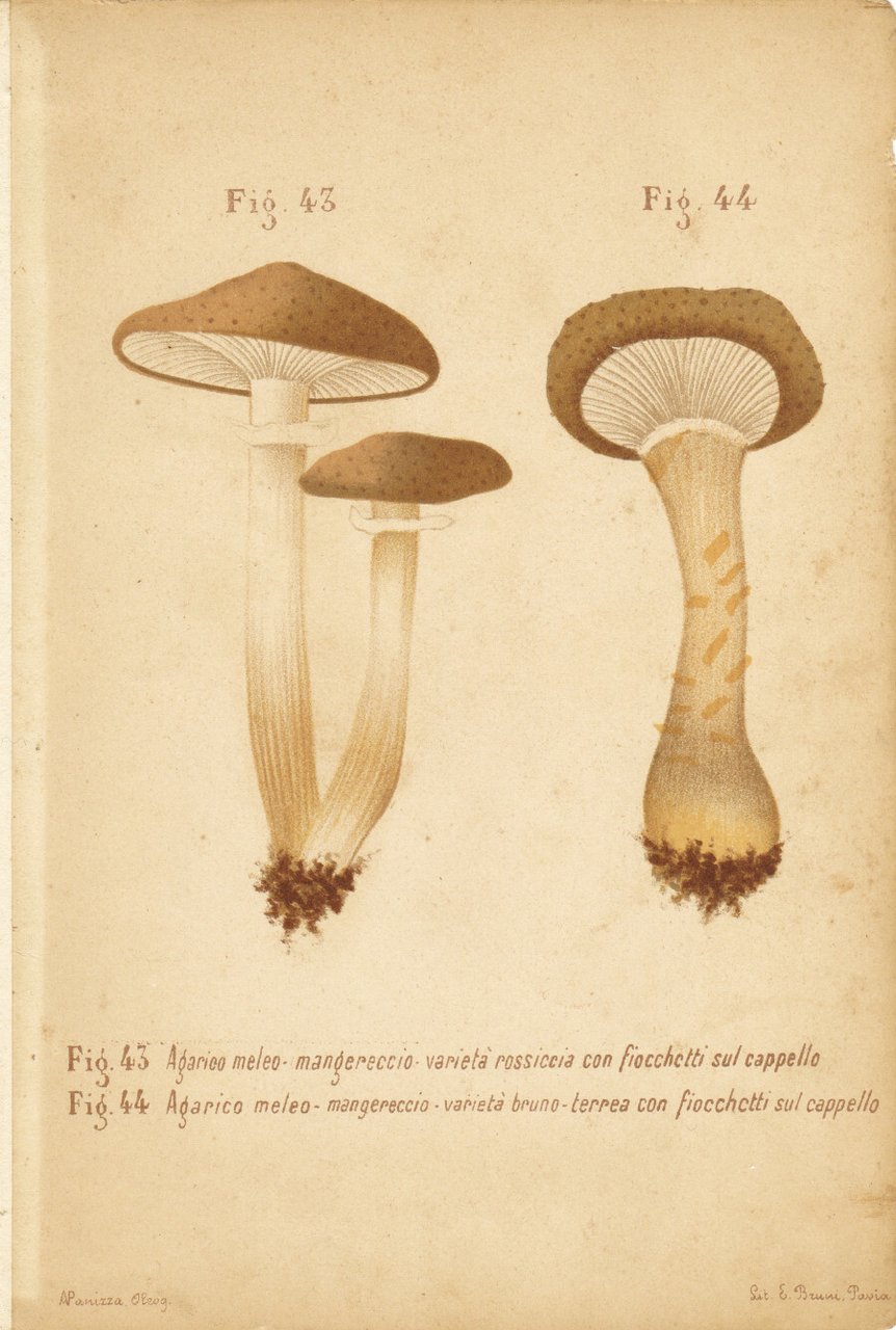 Agarico meleo. Mangereccio. Varietà rossiccia e bruno-terrea. Stampa 1887