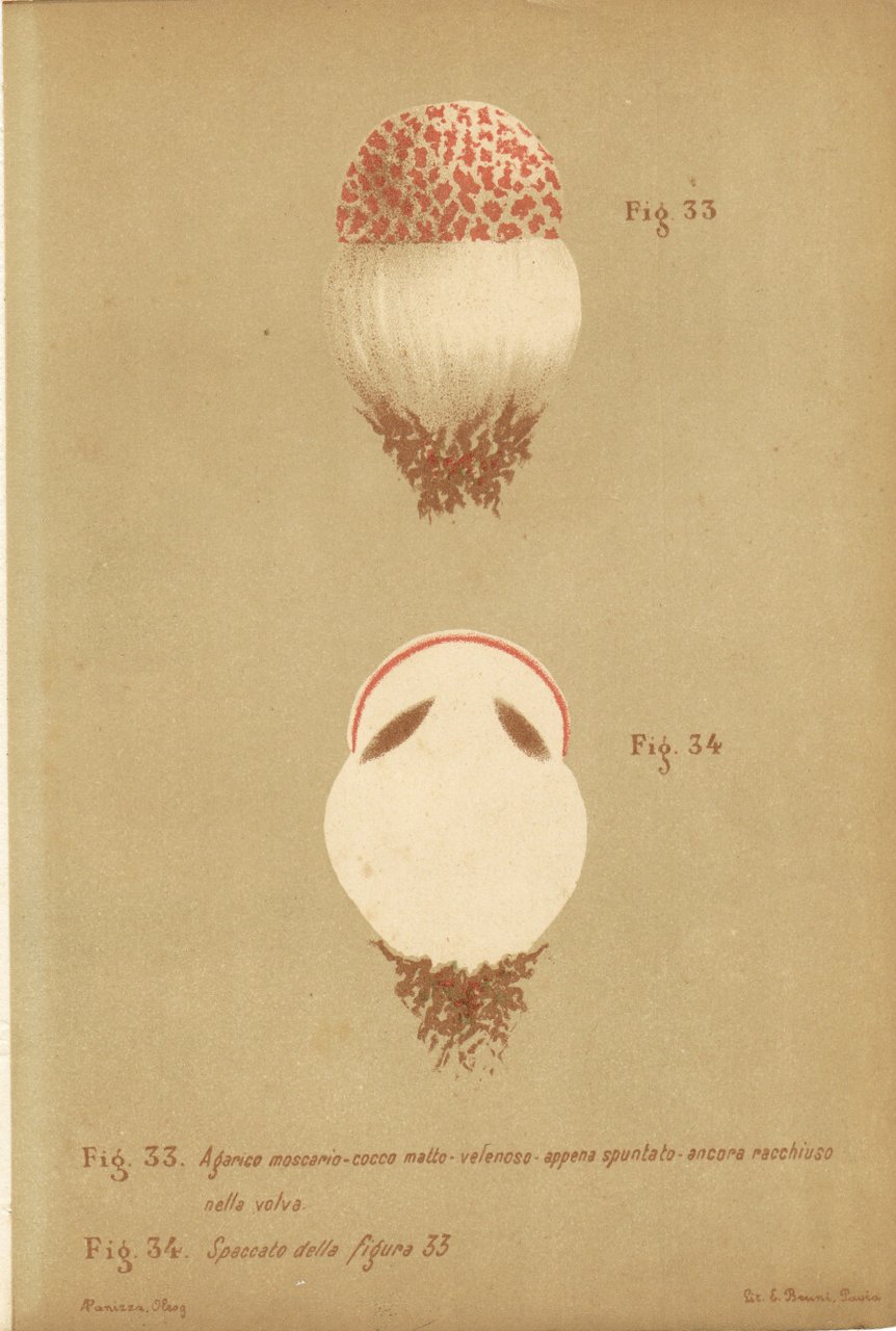 Agarico moscario, cocco matto. Velenoso. Appena spuntato. Stampa 1887
