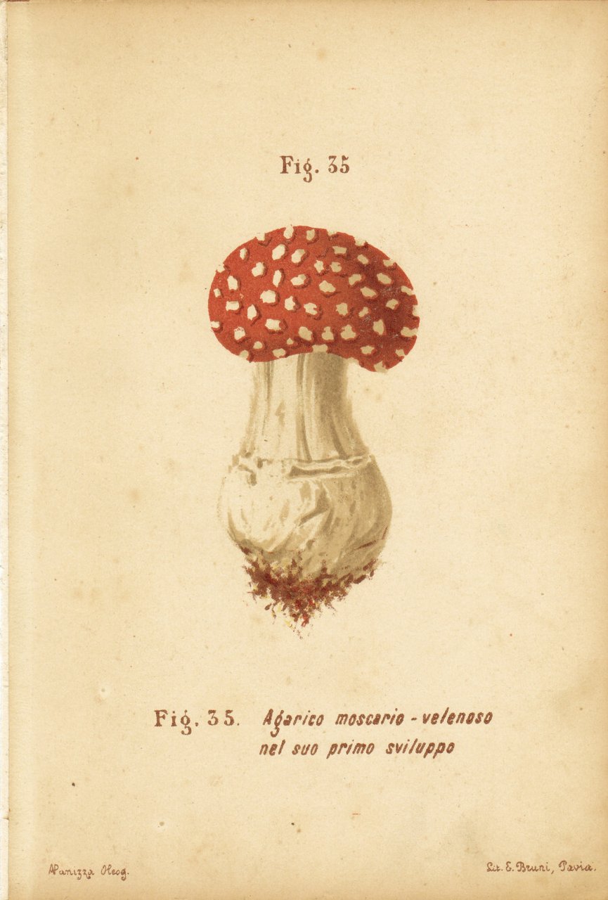 Agarico moscario velenoso nel suo primo sviluppo Stampa 1887