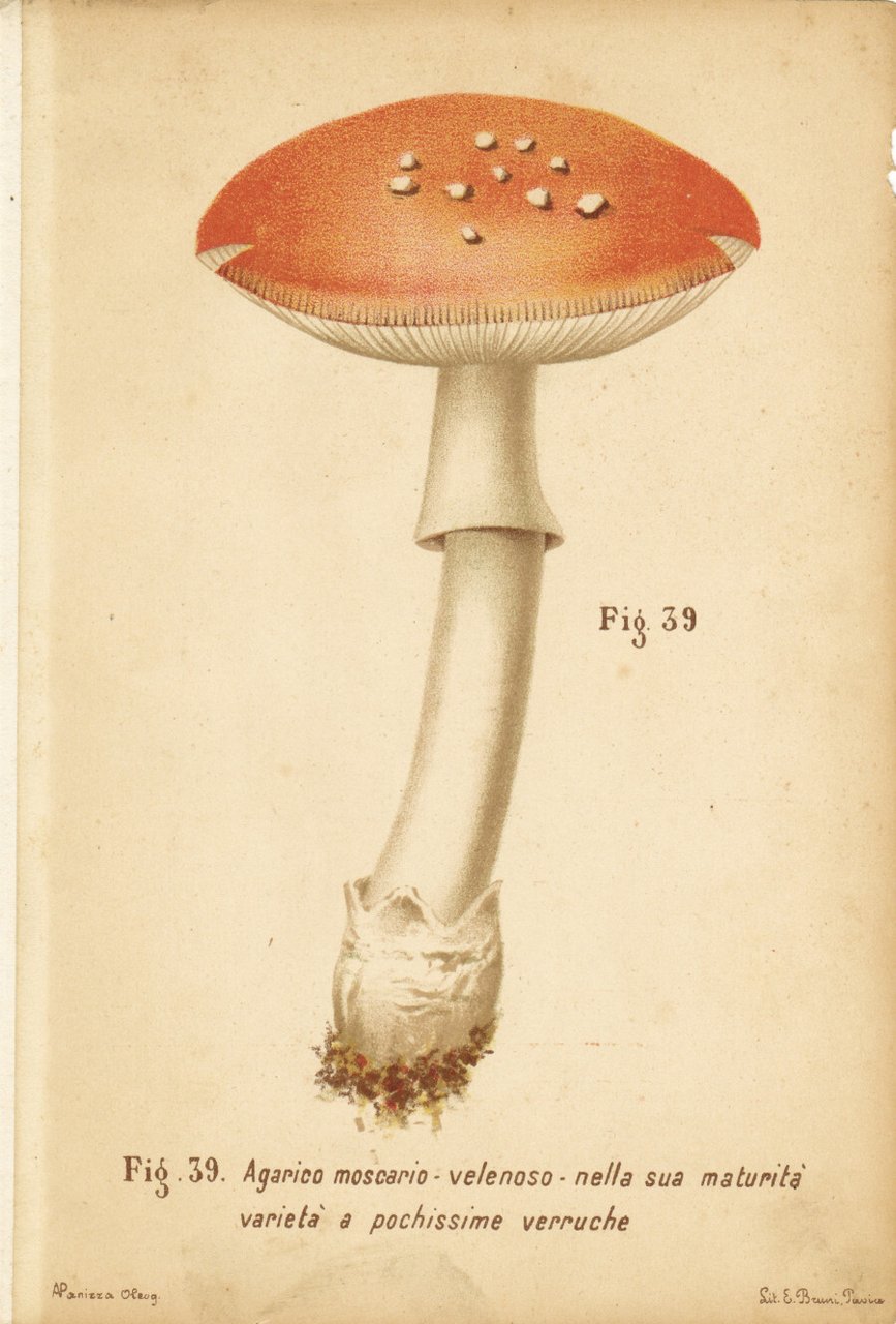 Agarico moscario. Velenoso. Varietà a pochissime verruche. Stampa 1887