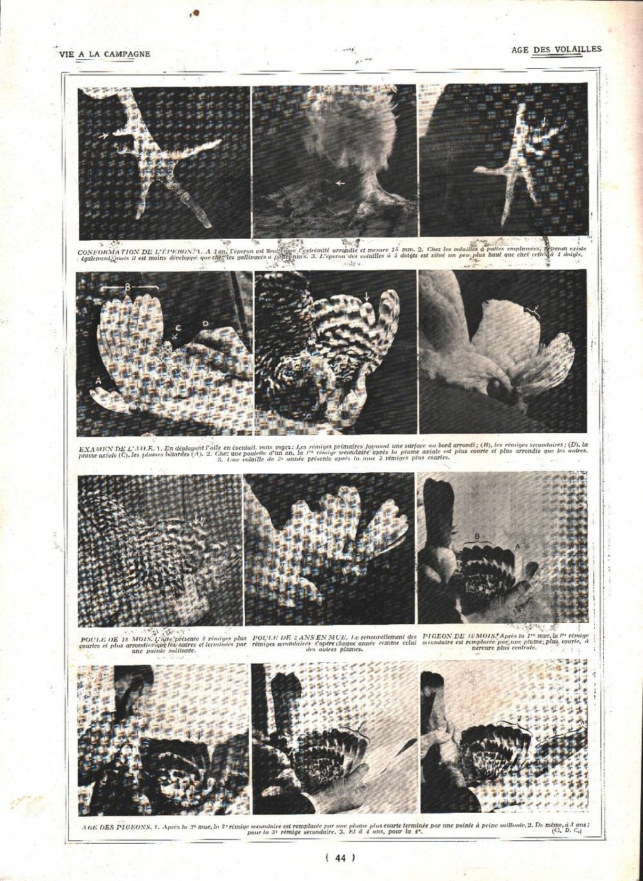 Age de vollaile. Stampa 1924