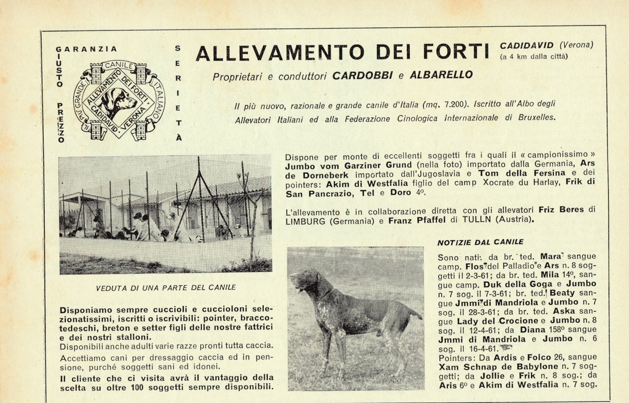 Allevamento dei Forti. Cadidavid (VR). Advertising 1961