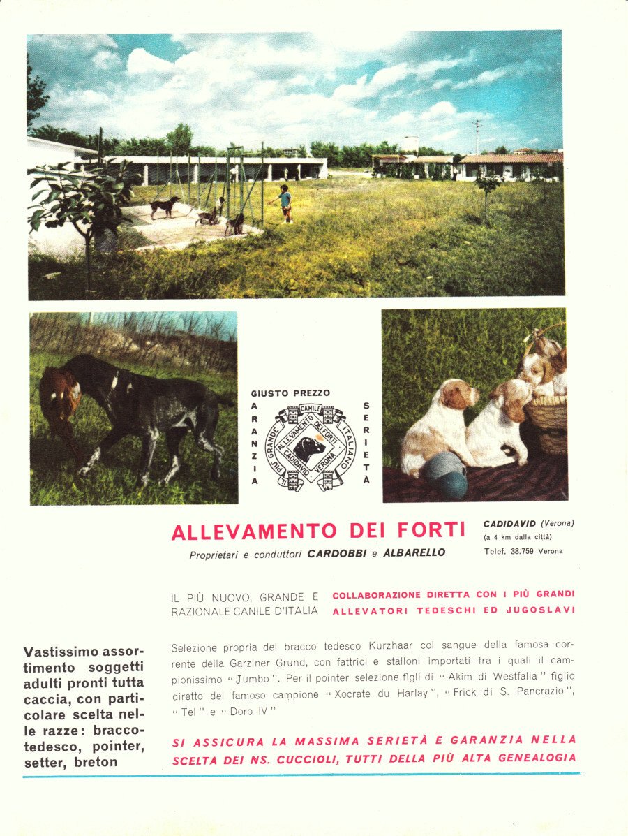 Allevamento dei Forti. Cadidavid (VR). Advertising 1963