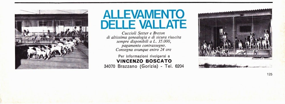 Allevamento delle Vallate. Brazzano (GO). Setter e breton. Advertising 1969