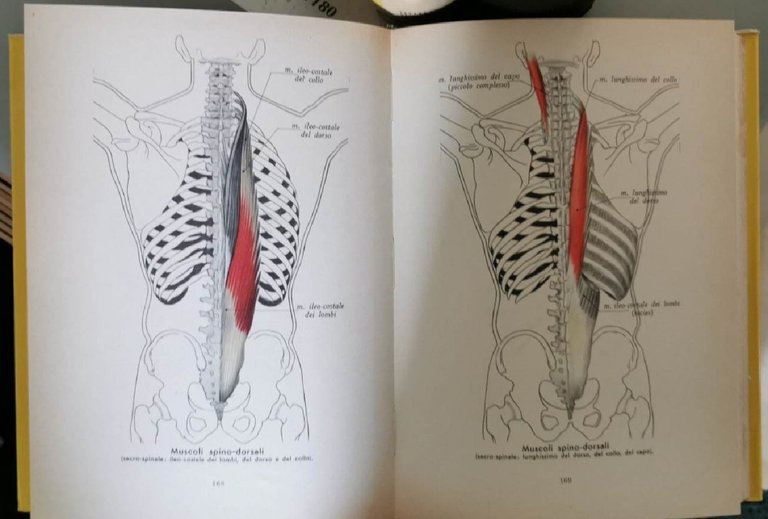 Anatomia umana normale (2 voll.); Dizionario medico