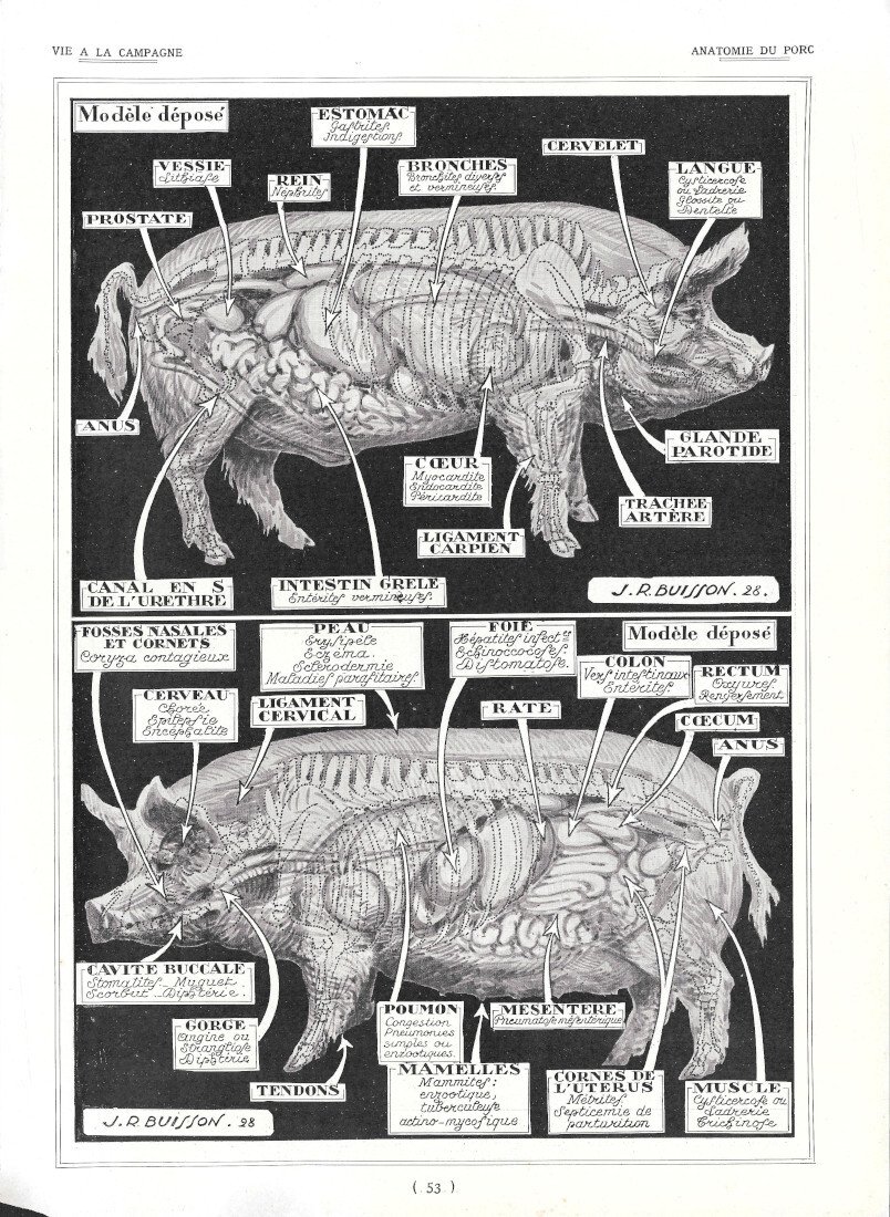 Anatomie du porc - Marquage et bouclage du porc - …