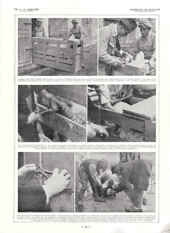 Anatomie du porc - Marquage et bouclage du porc - …