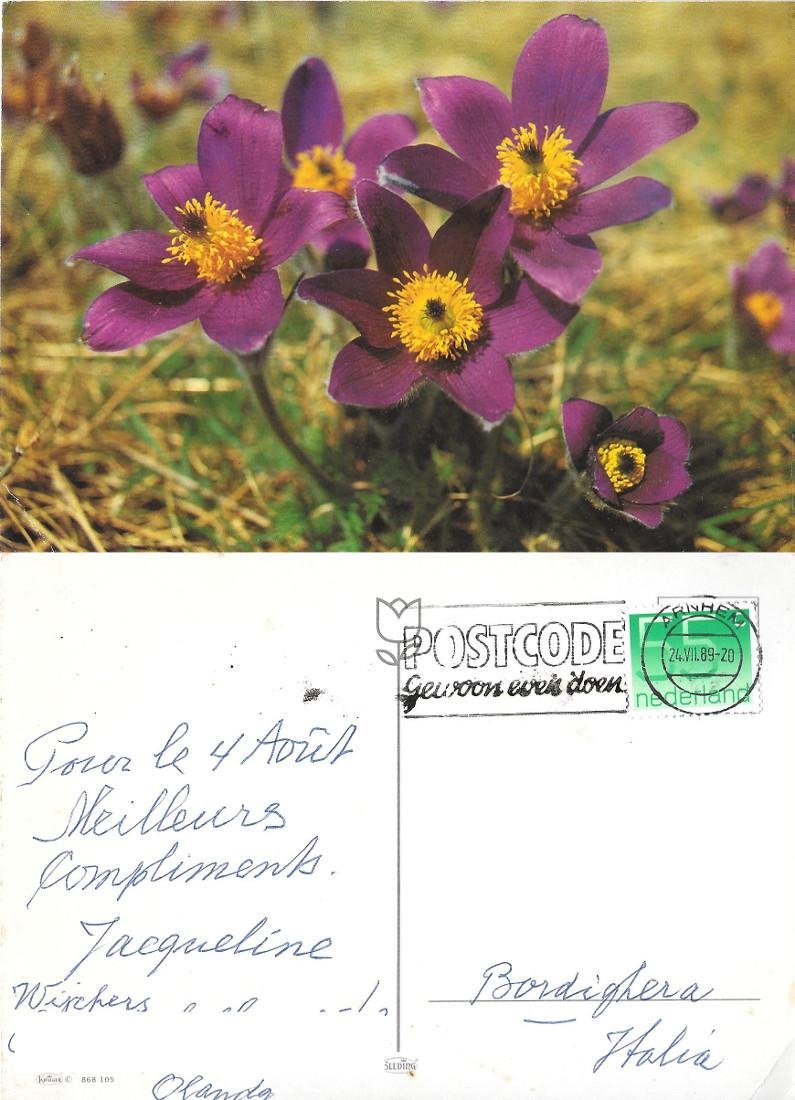 Anemone pulsatilla. Viaggiata 1989