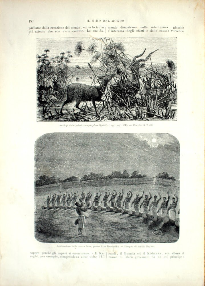 Antilopi delle paludi (tragelaphus Spekii), Celebrezione della nuova luna. Stampa …