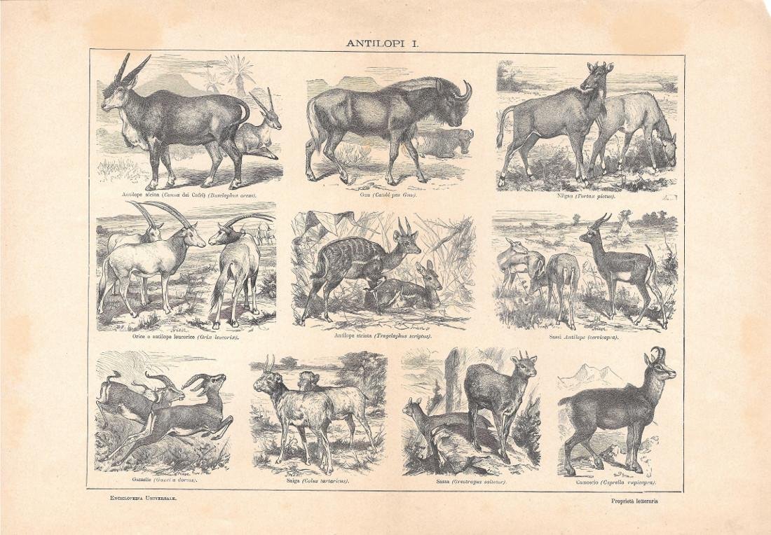 Antilopi I. Lexicon Vallardi 1900 ca.