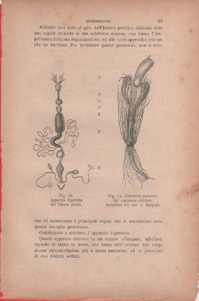 Apparato digerente del Carabo dorato/Estremità posteriore del ventricolo. Stampa