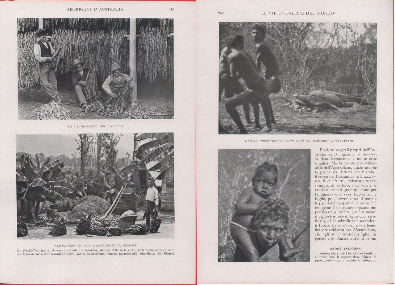 Australia. Lavorazione del tabacco; Kanakha in una piantagione di banane. …