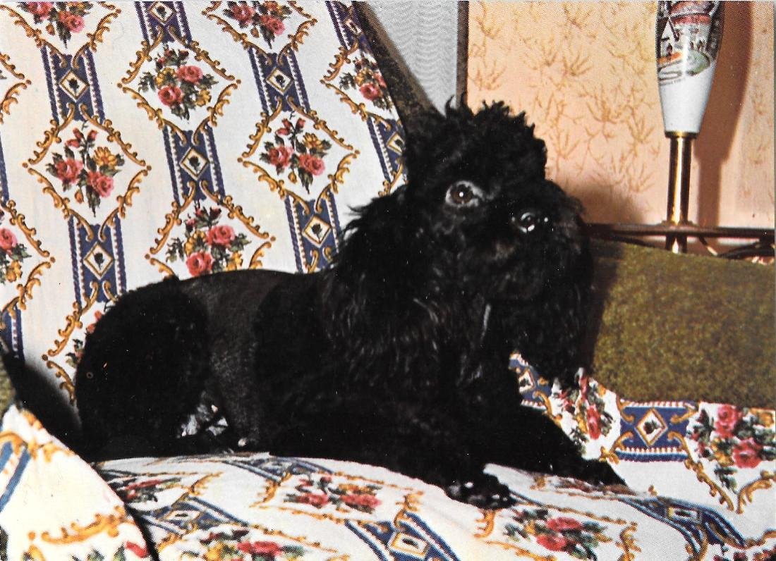 Barboncino nero. Non viaggiata