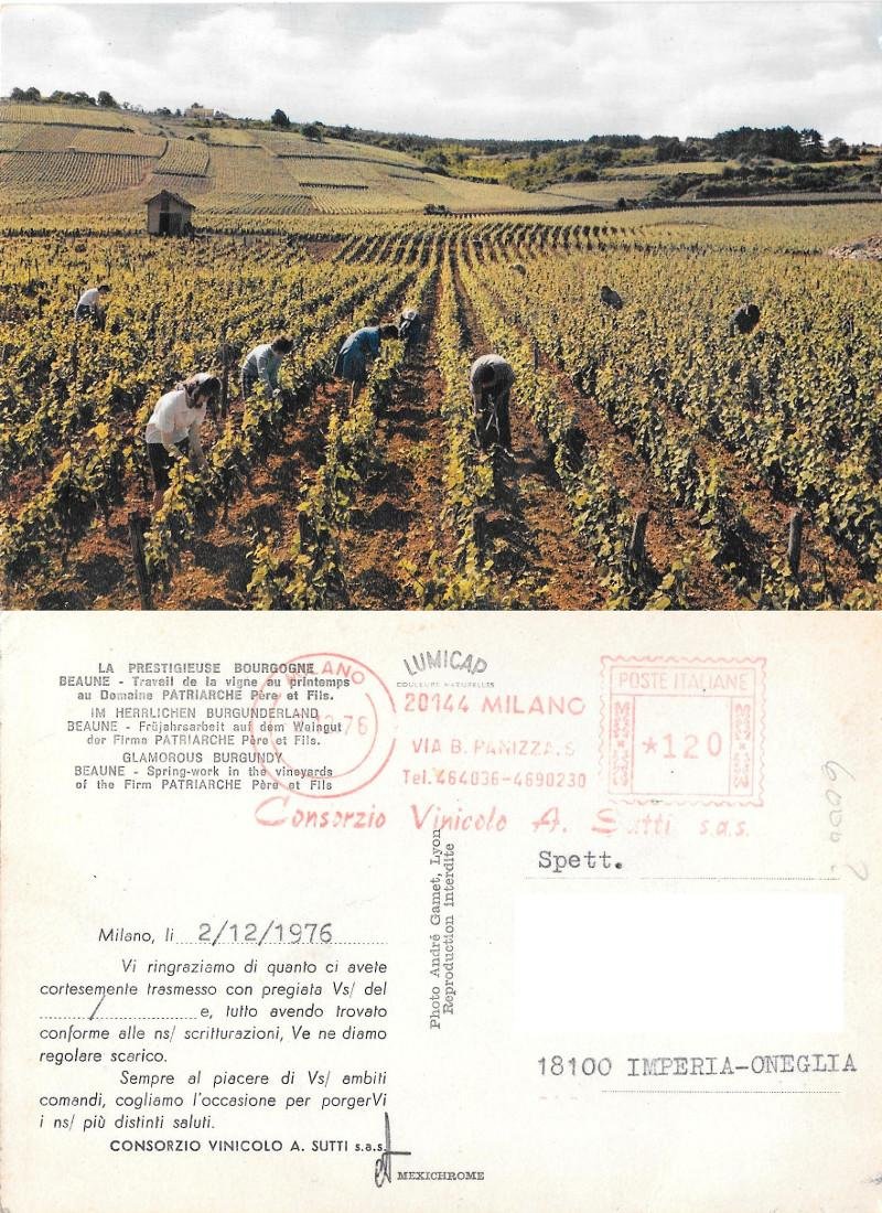 Beaune. Travail de vigne au printemps au Demanine Patriarche. Viaggiata …