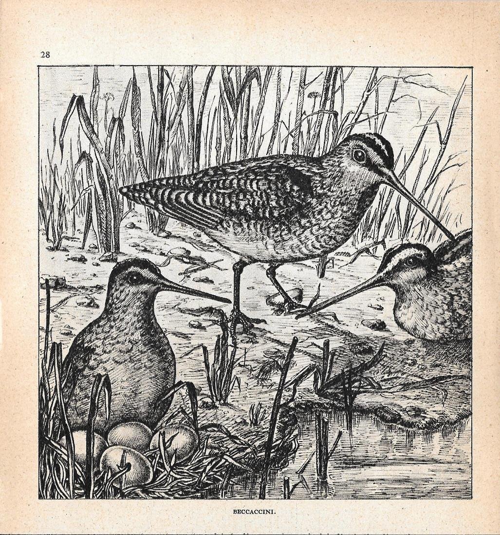 Beccacini. Stampa 1947 | Immagine principale