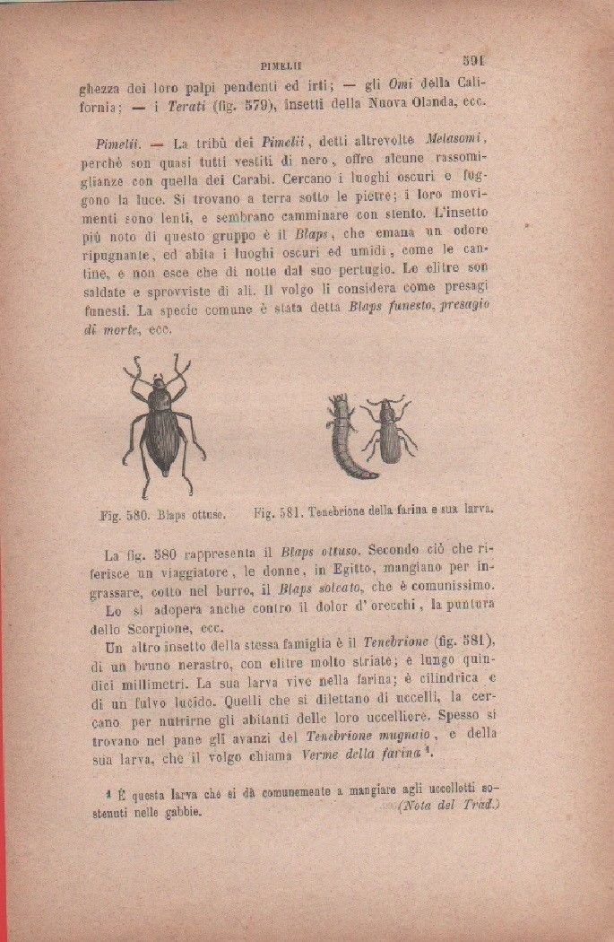 Blaps notturno; Tenebrino della farina e sua larva. Vecchia stampa