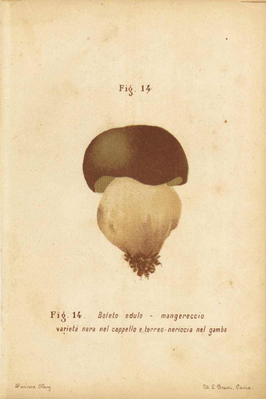 Boleto edulo. Mangereccio. Varieta nera nel cappello. Stampa 1887