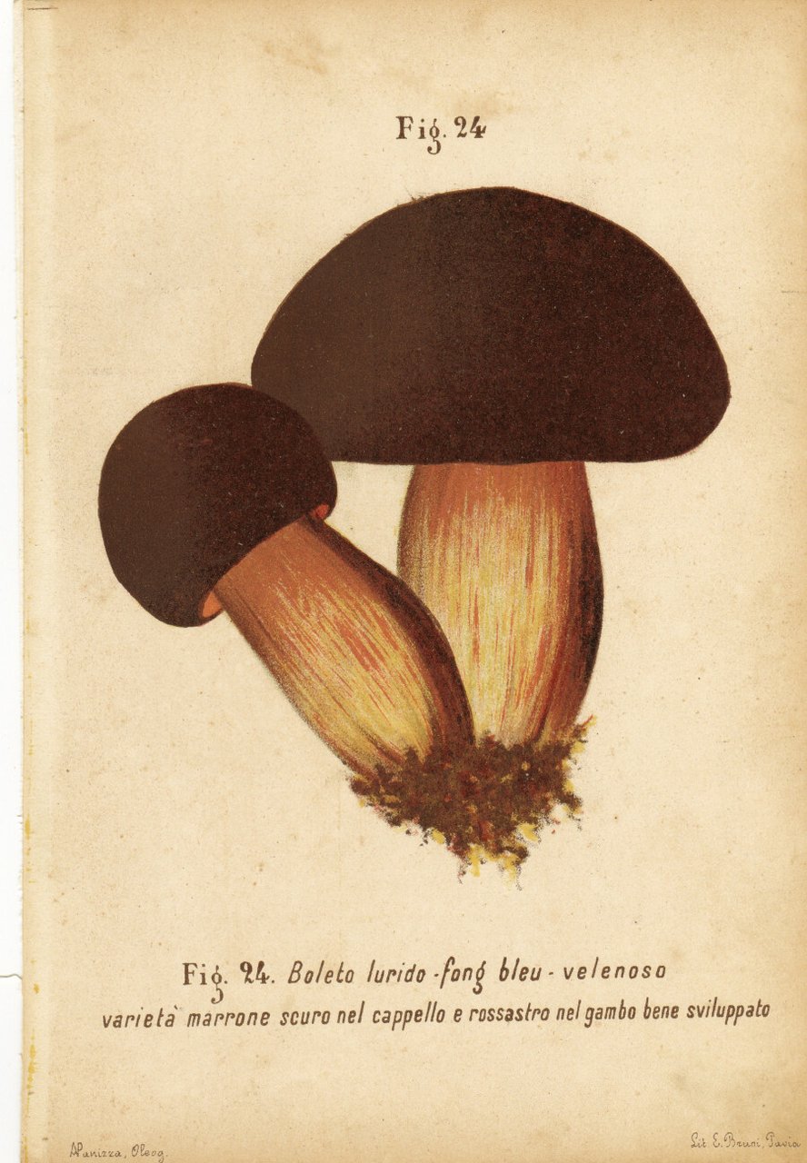 Boleto lurido, fong bleu. Velenoso, varietà marrone. Stampa 1887