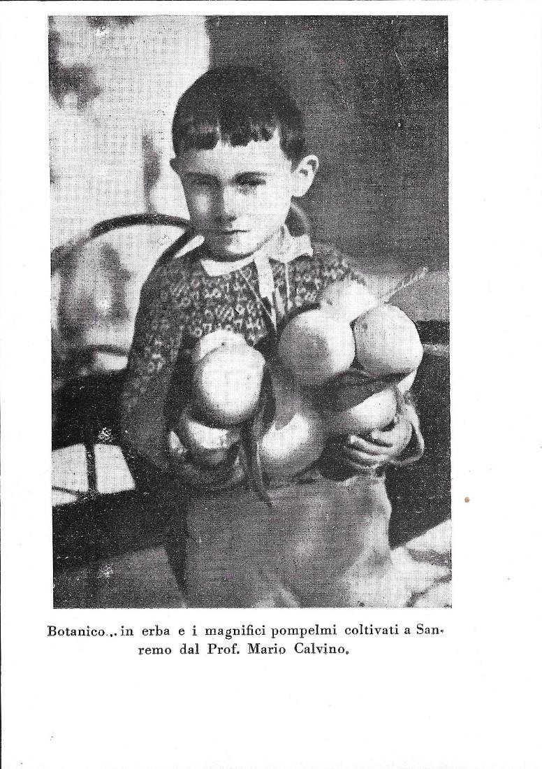 Botanico ...in erba e i magnifici pompelmi coltivati a Sanremo …