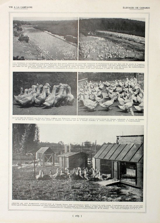 Bouviers des Flanders/Elevage de canards. Fronte/retro. Immagine 1927