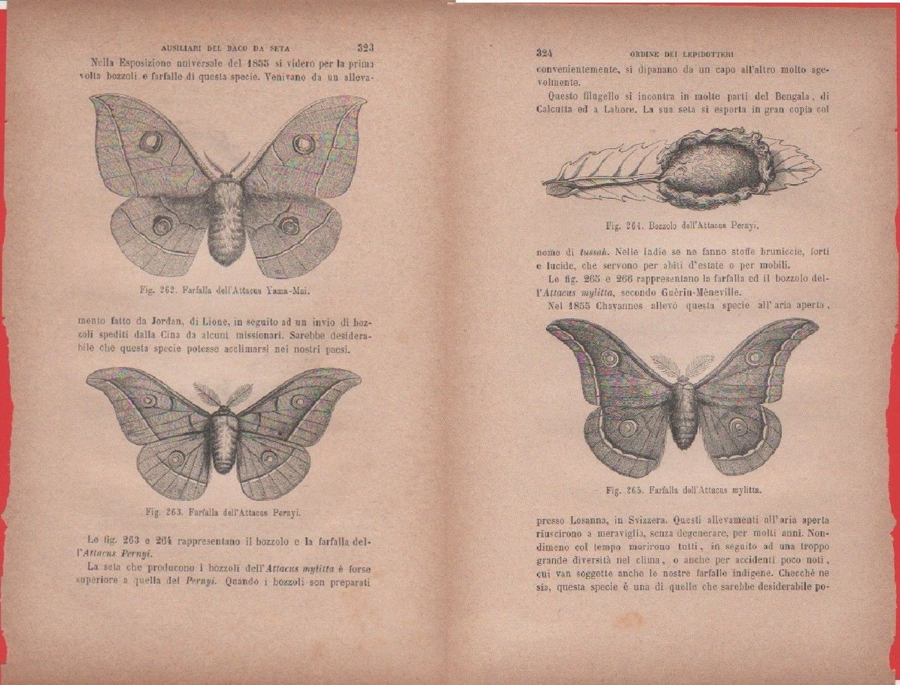 Bozzolo dell'Attacus Pernyi; Farfalla dell'A. mylitta / Farfalle di Attacus …