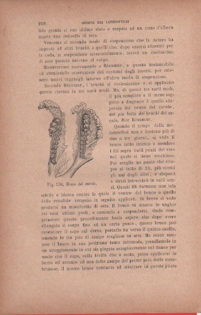 Bruco del cavolo. Vecchia stampa